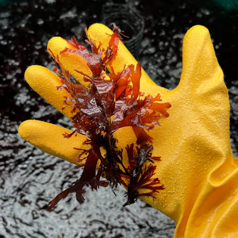 A hand wearing a yellow rubber glove holding a piece of red seaweed. In the background, water ripples.