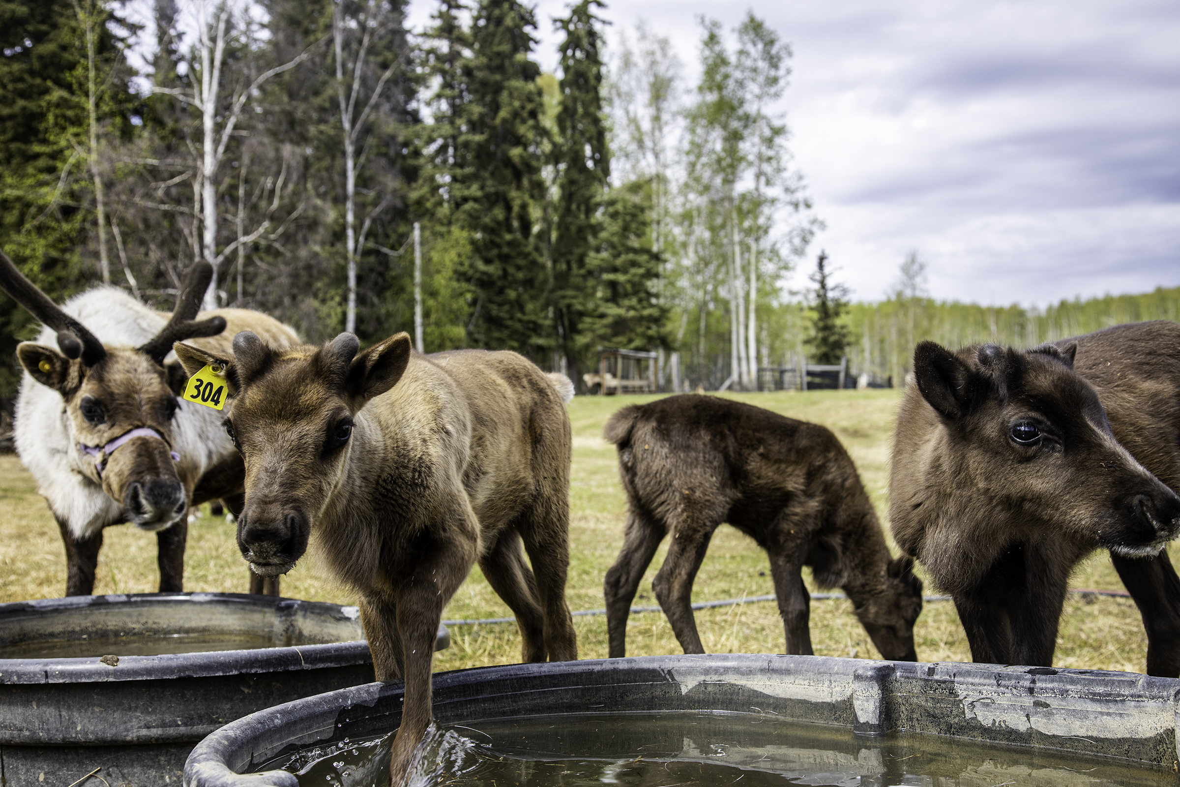 Muskoxen graze at the Large Animal Research Station
