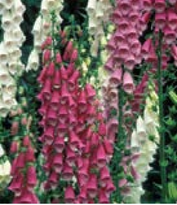 Tall stem coated with purple flowers