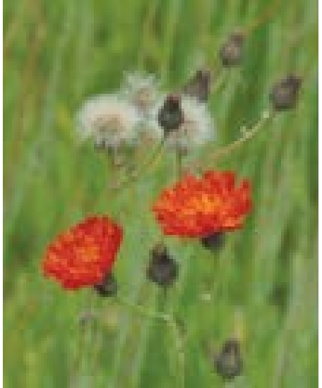 Orange flower on long stem