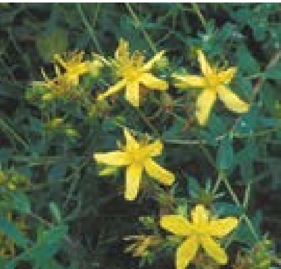 Star shaped yellow flowers