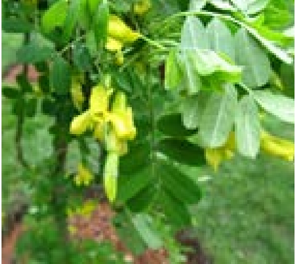 Shrub