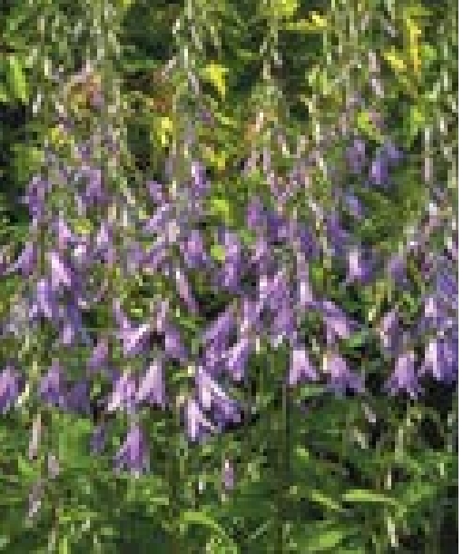 Small purple flowers with a bell shape
