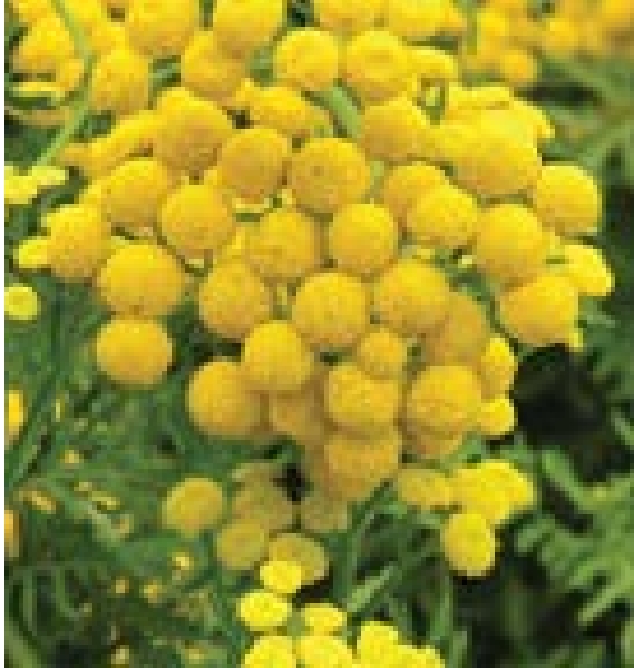 Bundle of round yellow flowers