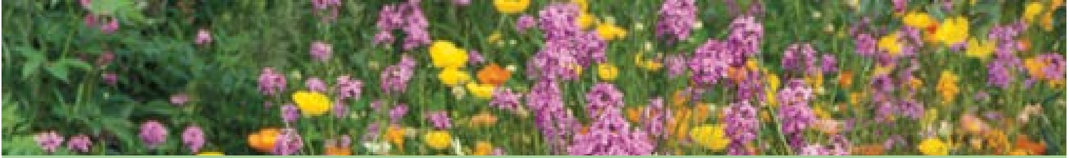 Variety of different colored flowers