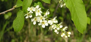 Chokecherry flowers