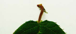 Chokecherry gland