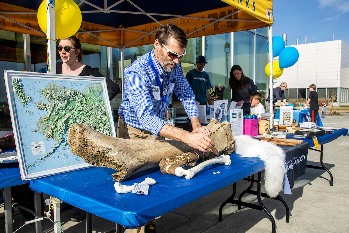 Pat Druckenmiller, Earth Science Curator at the University of Alaska Museum of the North, sets up a display of fossilized bones as the 2023 UAF Arctic Research Open House welcomes the community to learn more about research conducted at UAF and interact with scientists. Event held on Thursday, May 18, 2023. (UAF Photo by Marina Santos)