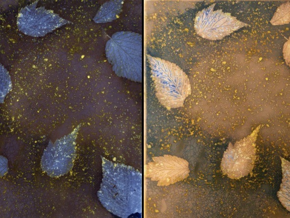 Cyanolumens