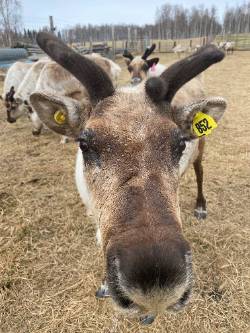 Reindeer