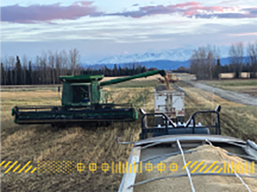 Grain harvest