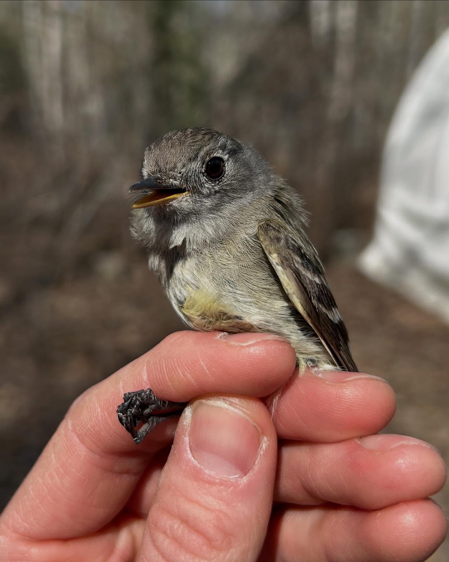 A human hand holds a small bird by the legs; the bird's mouth is open.