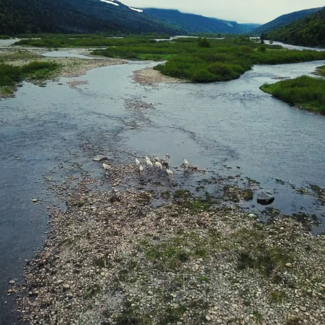 A small herd of caribou cross a river in Alaska. Photo courtesy of Canva